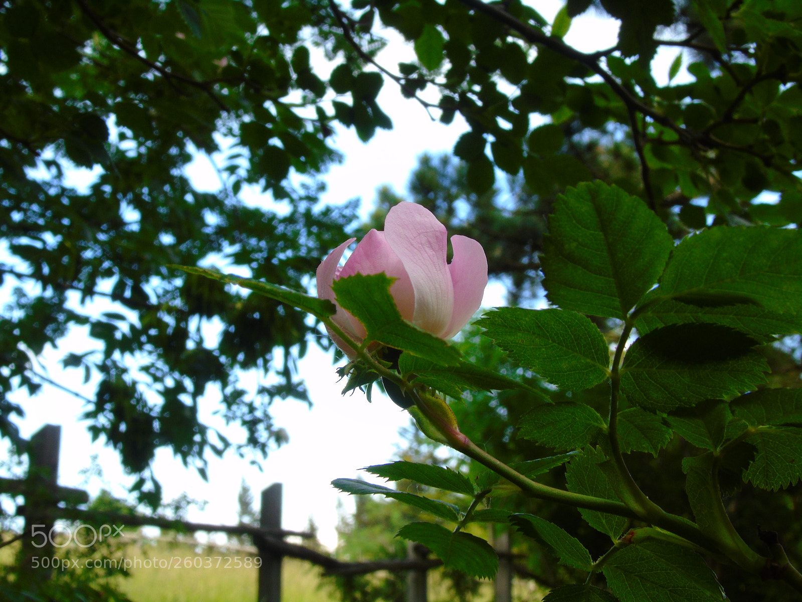Sony Cyber-shot DSC-H400 sample photo. Untitled photography