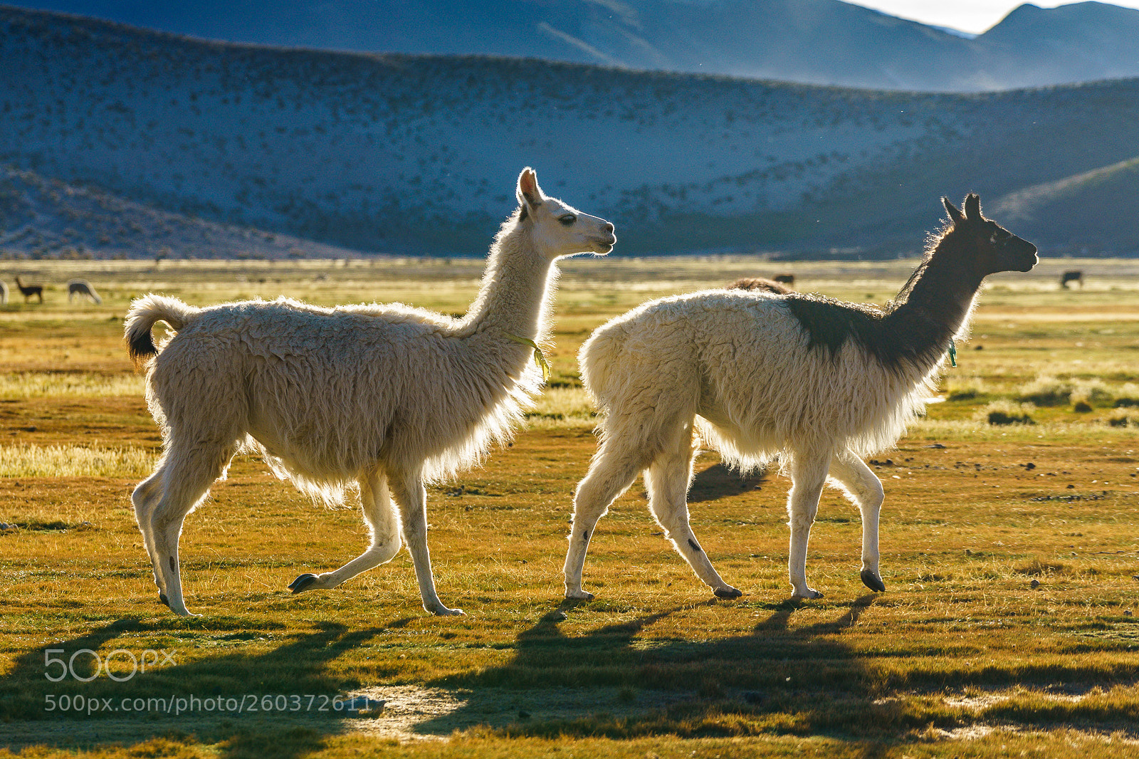 Sony a7 II sample photo. Llamas on altiplano, bolivia photography