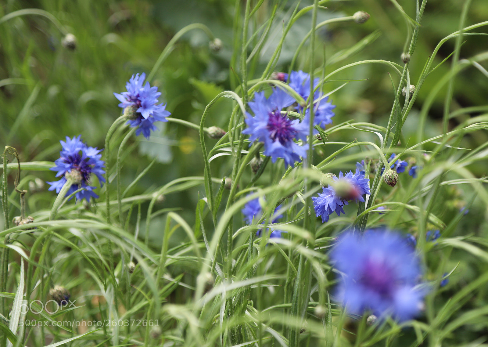 Canon EOS 6D Mark II sample photo. Flowers in the garden photography