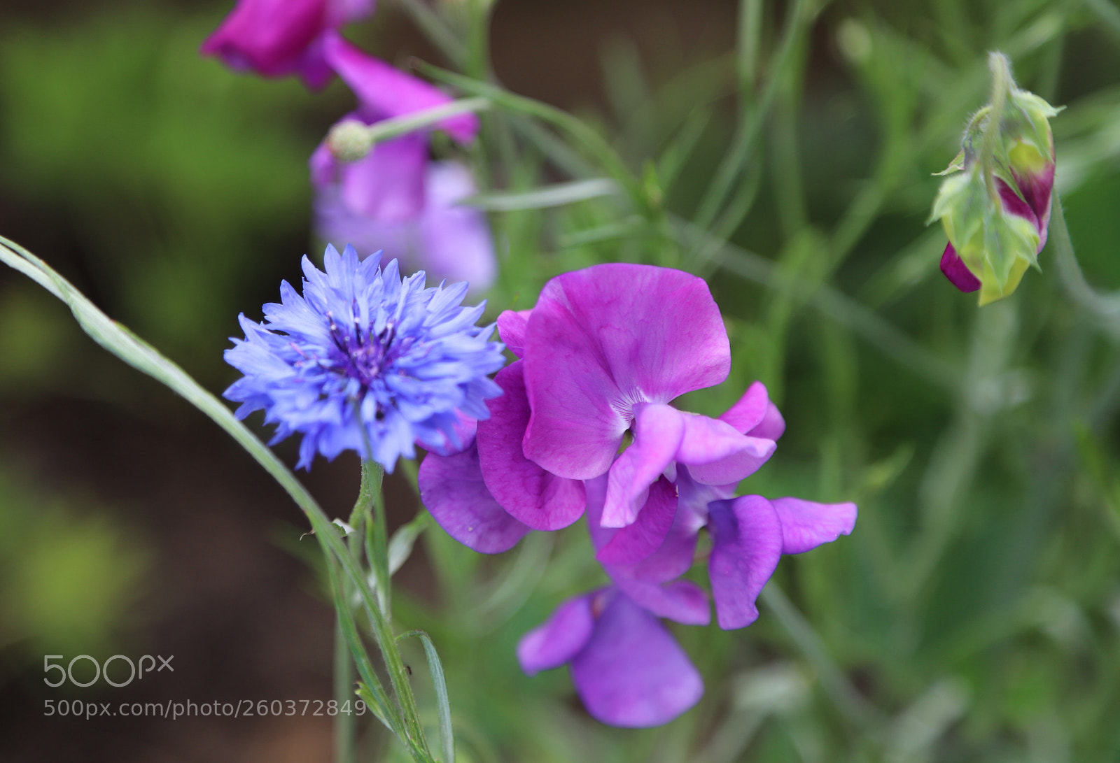Canon EOS 6D Mark II sample photo. Flowers in the garden photography