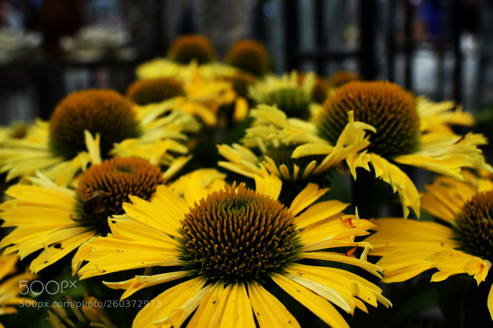 Nikon D3300 sample photo. Echinacea photography