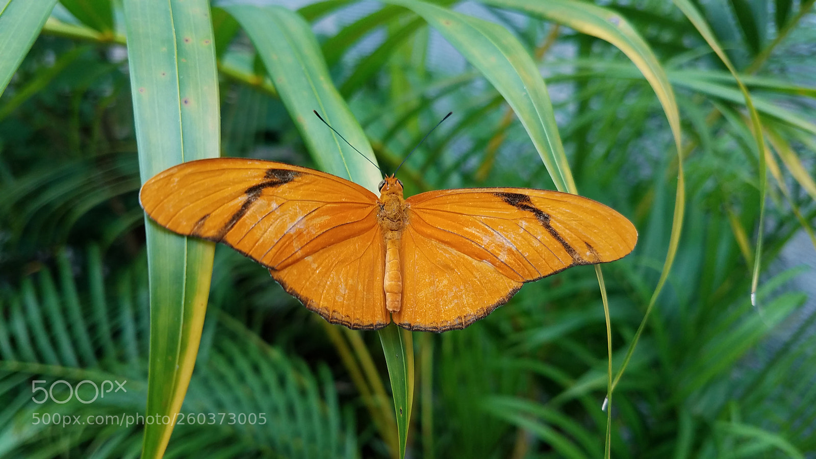 Samsung Galaxy S7 sample photo. Orange butterfly photography