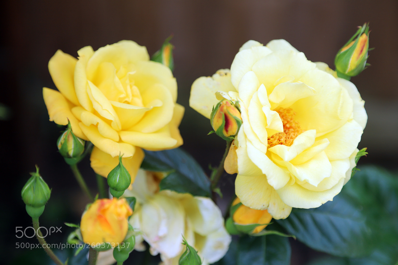 Canon EOS 6D Mark II sample photo. Flowers in the garden photography