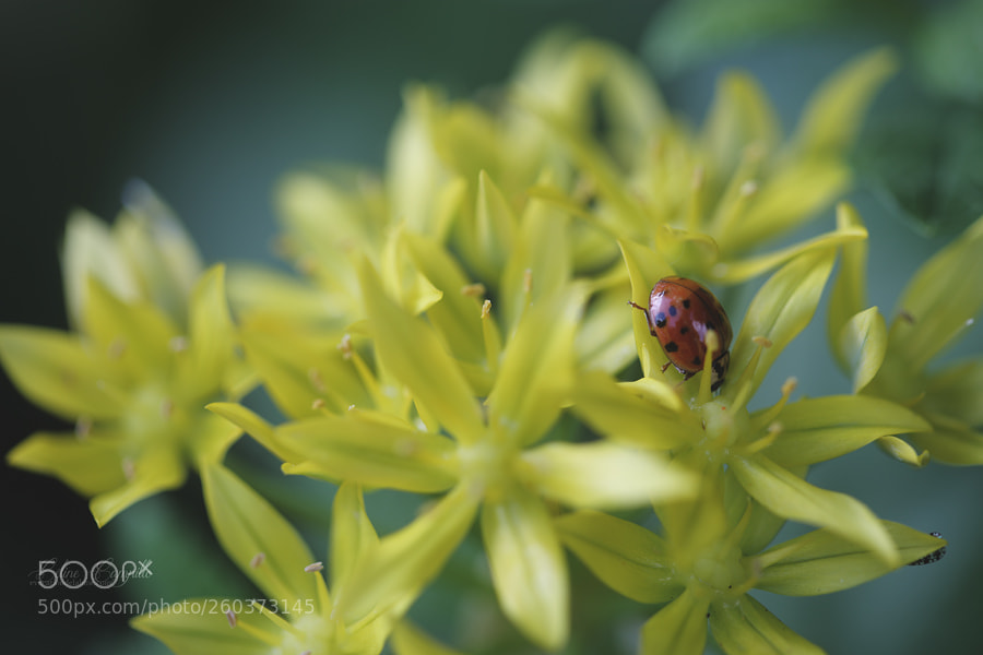 Canon EOS 6D sample photo. Spring lady photography