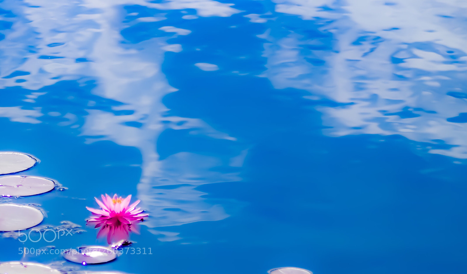 Pentax K-S2 sample photo. A flower blooming in photography
