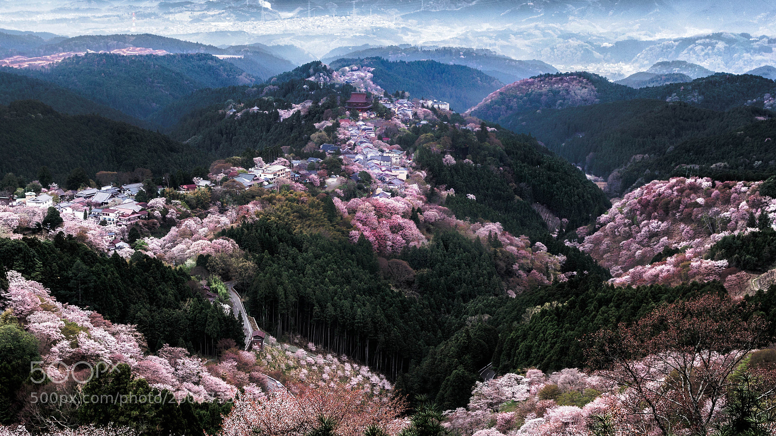 Pentax K-1 sample photo. Yoshino sakura so beautiful photography