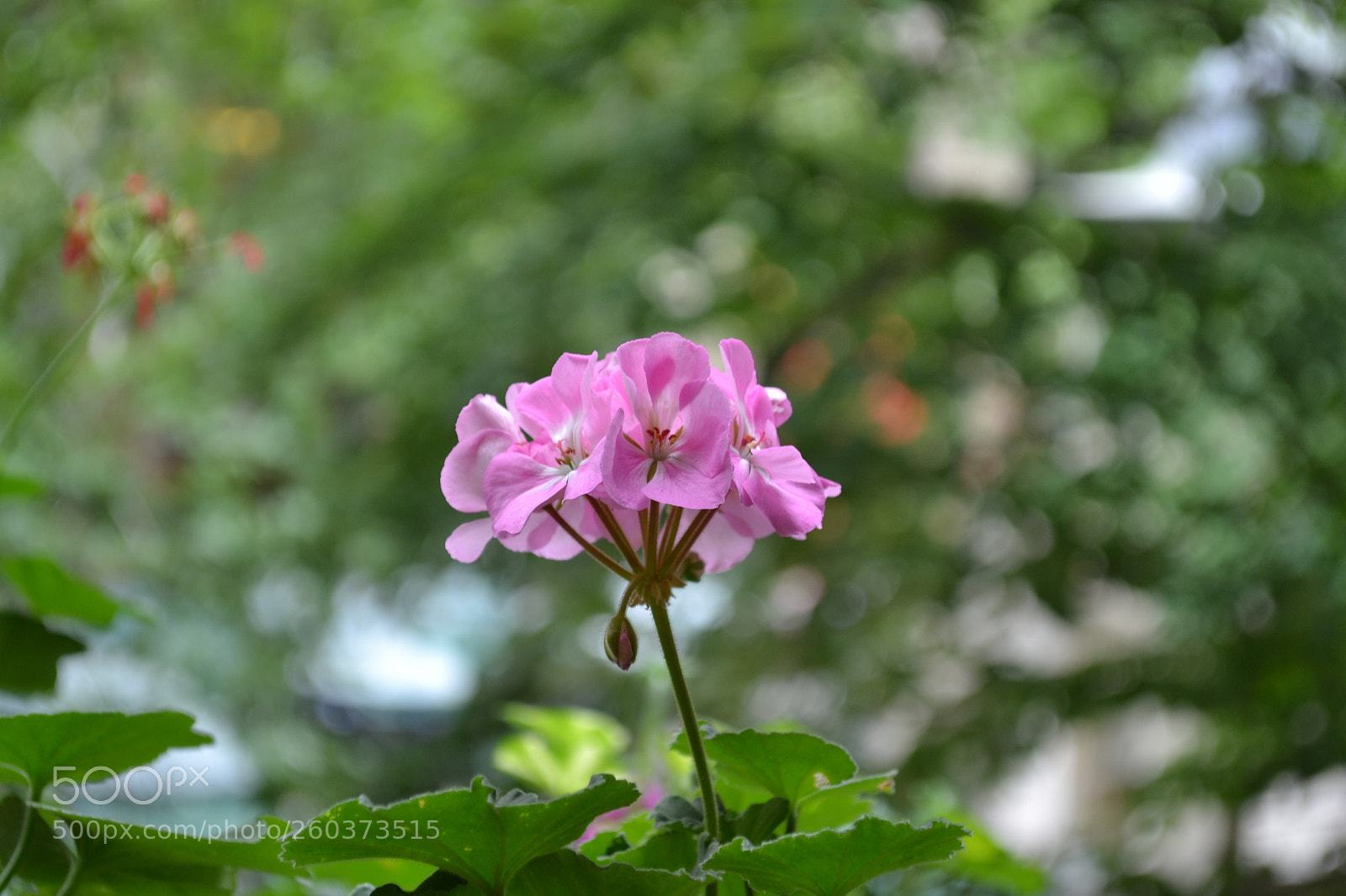 Nikon D3100 sample photo. Dsc photography