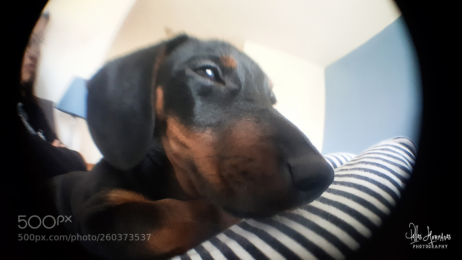 Samsung Galaxy S6 sample photo. I´m a star... photography