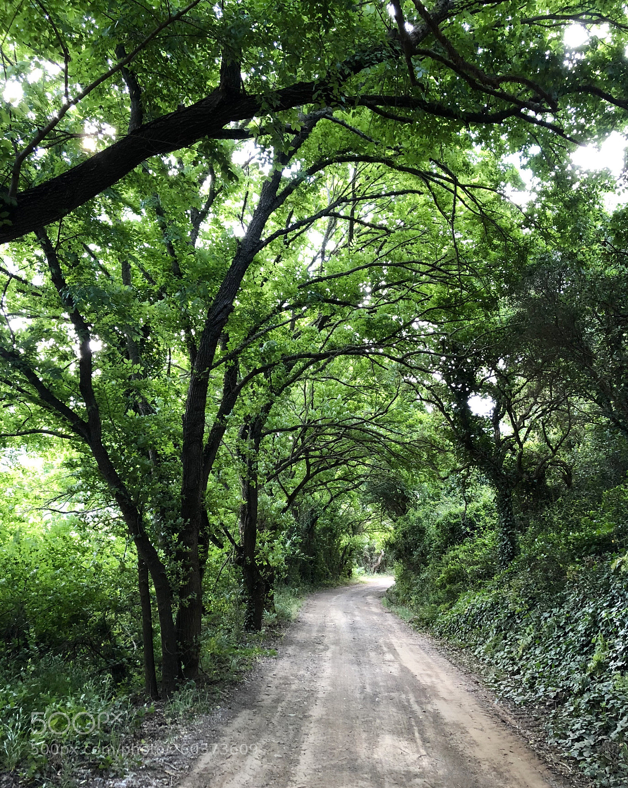 Apple iPhone 8 sample photo. Chemin photography