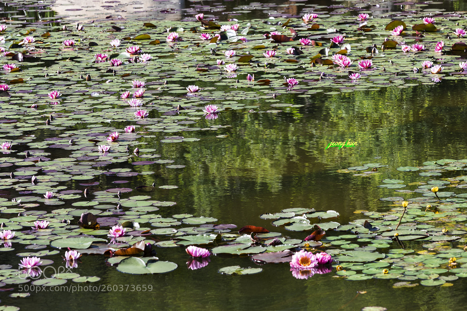 Canon EOS 5D Mark IV sample photo. Water lily photography
