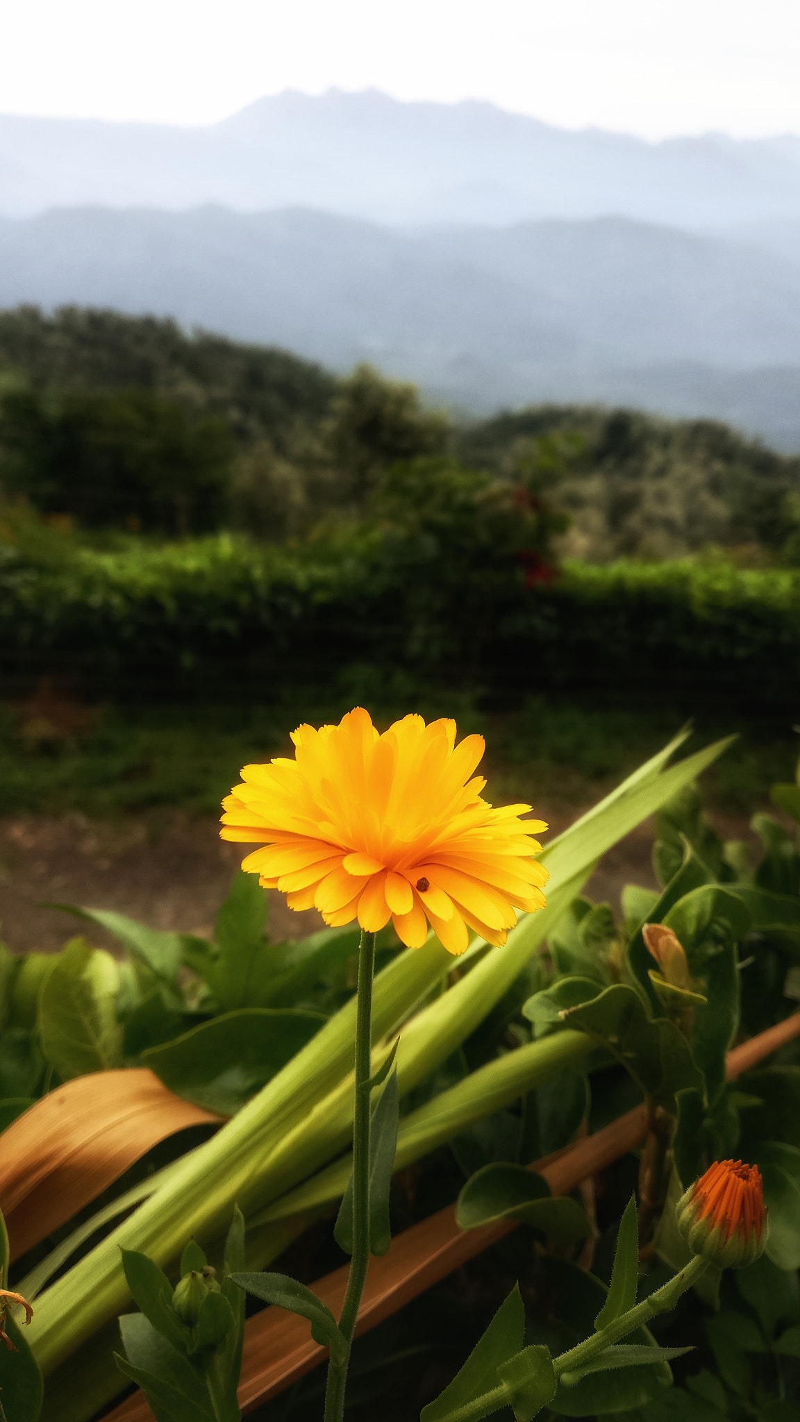 OnePlus A3003 sample photo. Bloom mountain photography