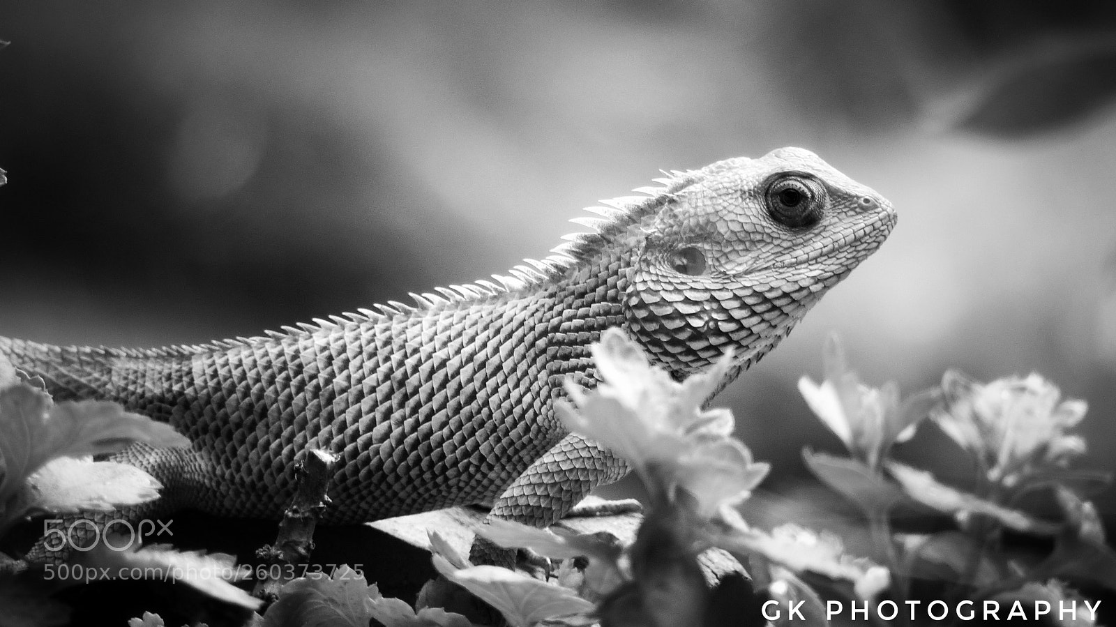 Panasonic Lumix DMC-FZ200 sample photo. Woooo photography