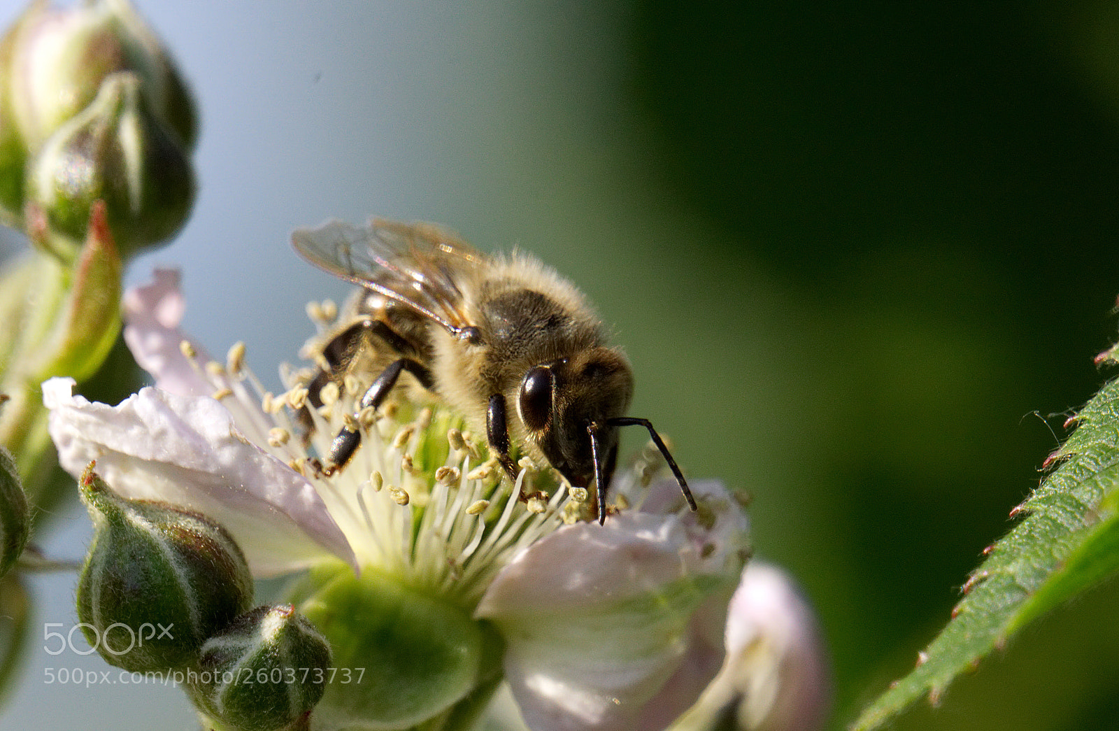 Sony a6000 sample photo. Bee on blackberryblossom photography