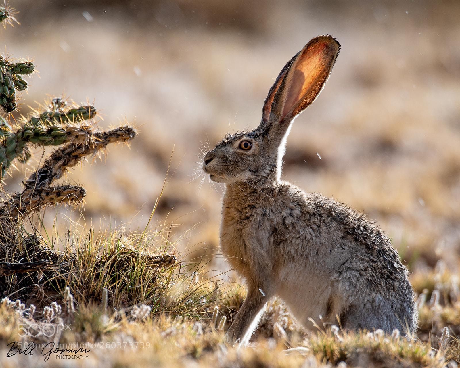 Nikon D500 sample photo. Black-tailed jackrabbit in the photography