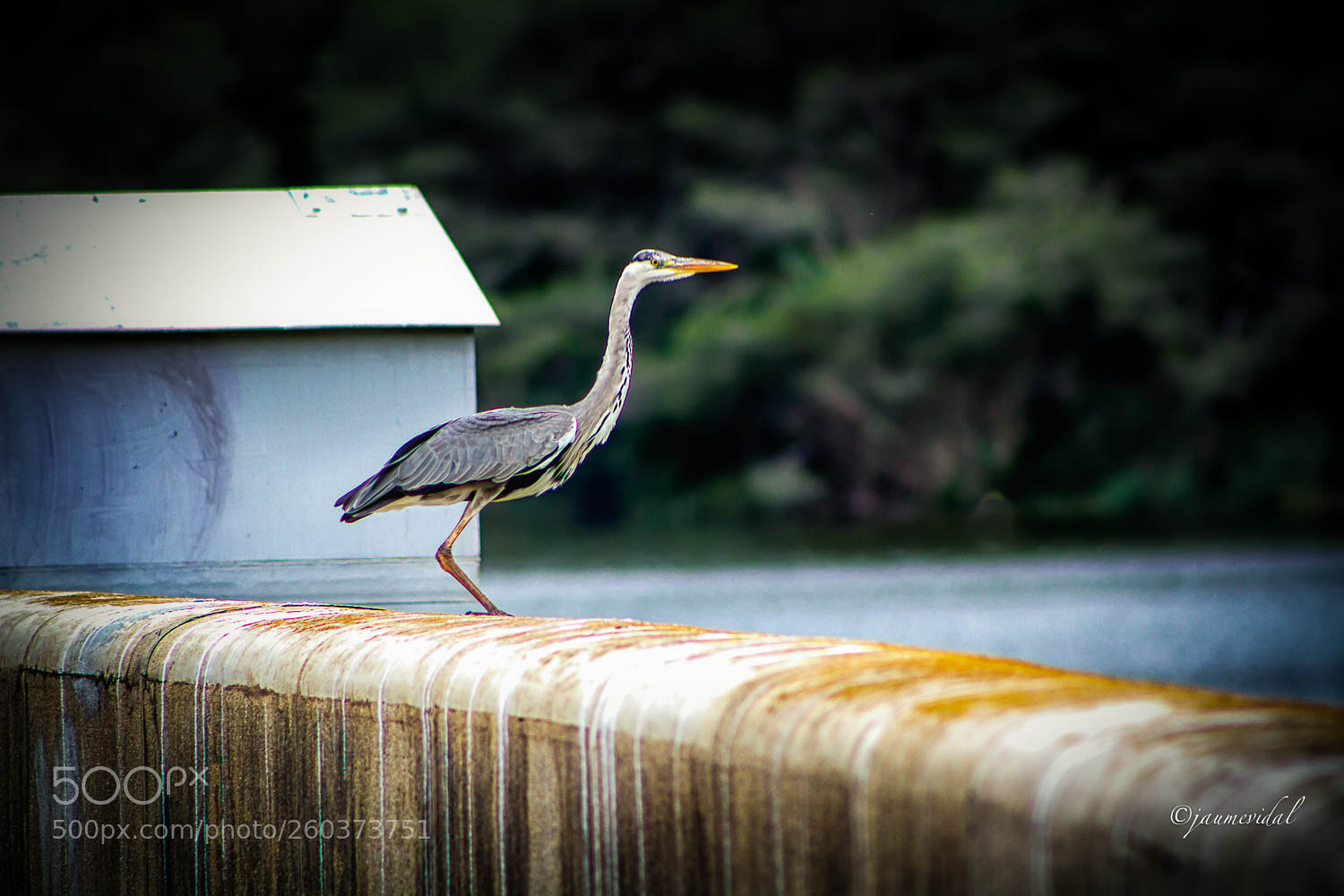 Canon EOS 7D sample photo. Garza real en el photography