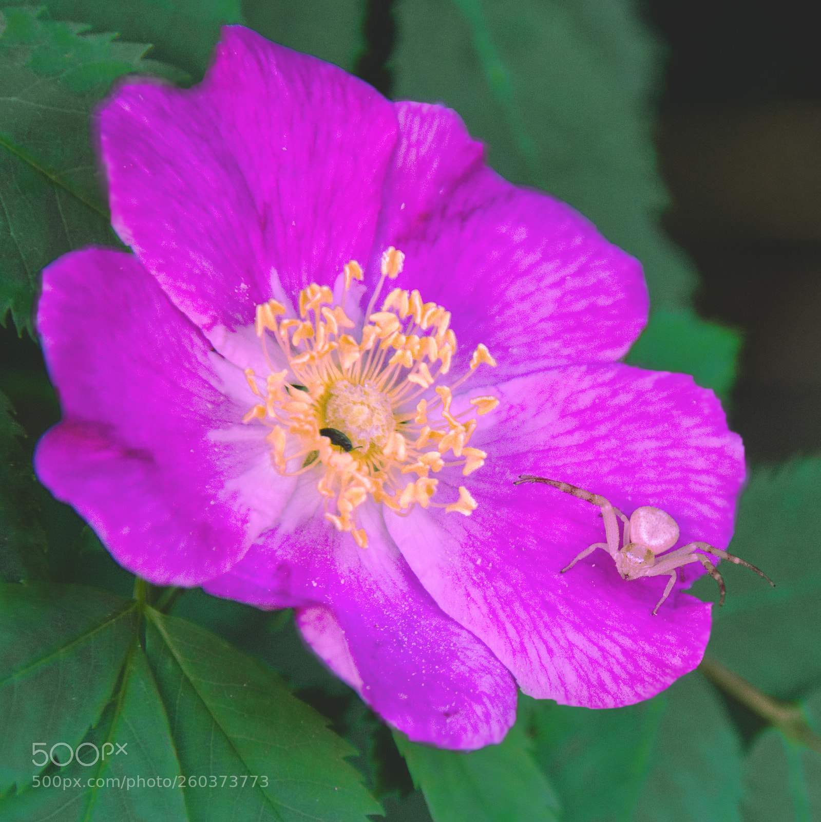 Nikon D7200 sample photo. Spider on nootka rose photography