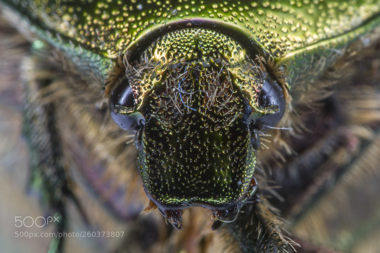 Canon EOS 7D sample photo. Cetonia cartami escarabajo verde photography