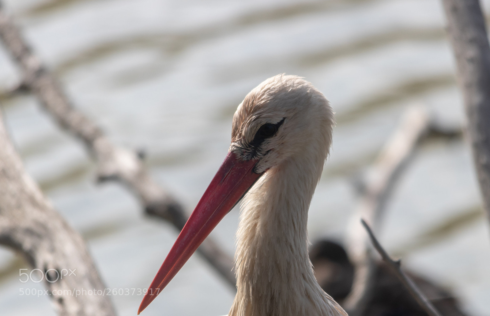 Canon EOS 80D sample photo. Stork face photography