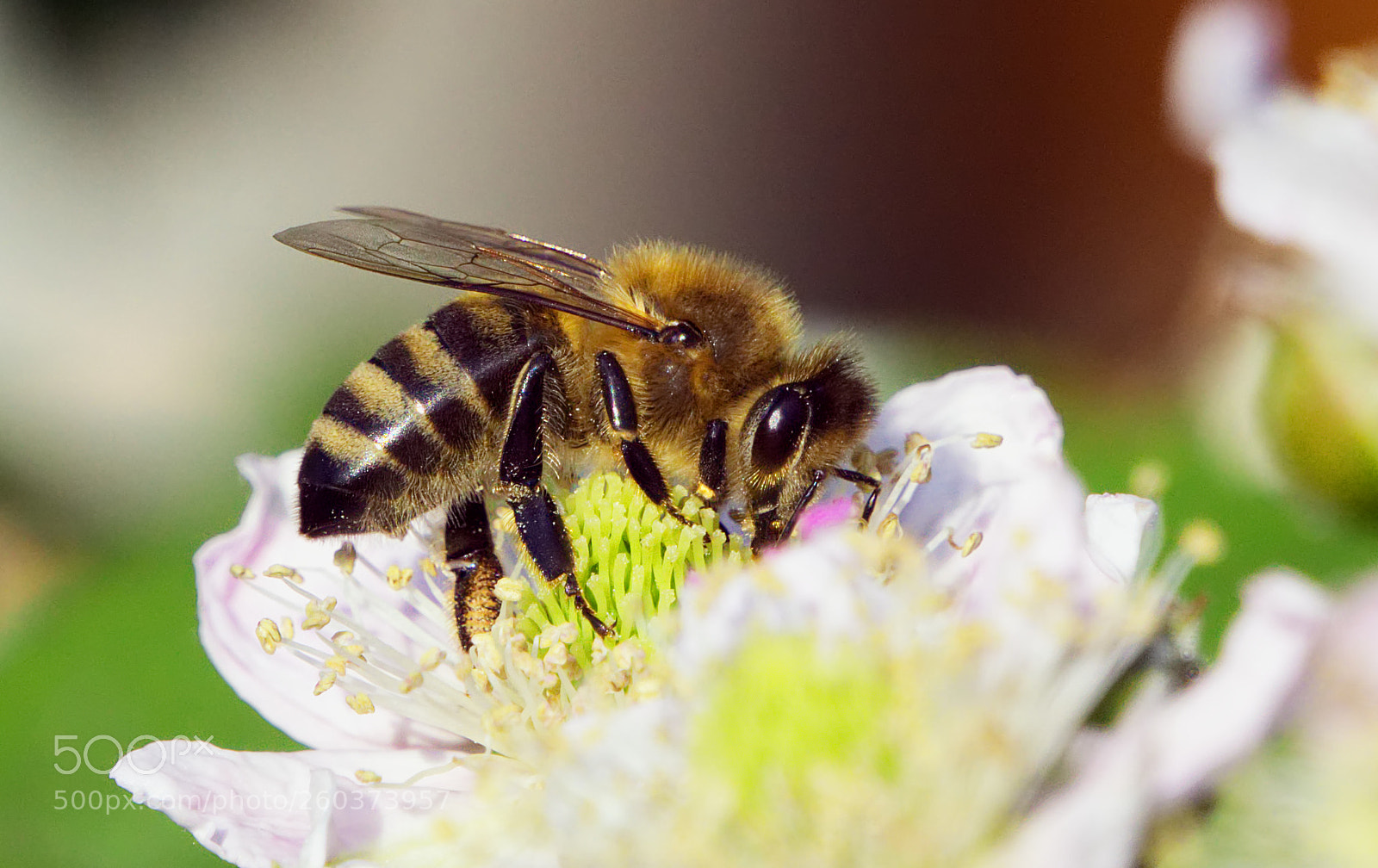 Sony a6000 sample photo. Bee & blackberryblossom photography