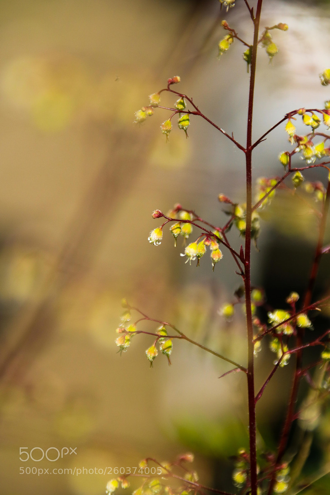 Canon EOS 750D (EOS Rebel T6i / EOS Kiss X8i) sample photo. Standing in the sunshine photography