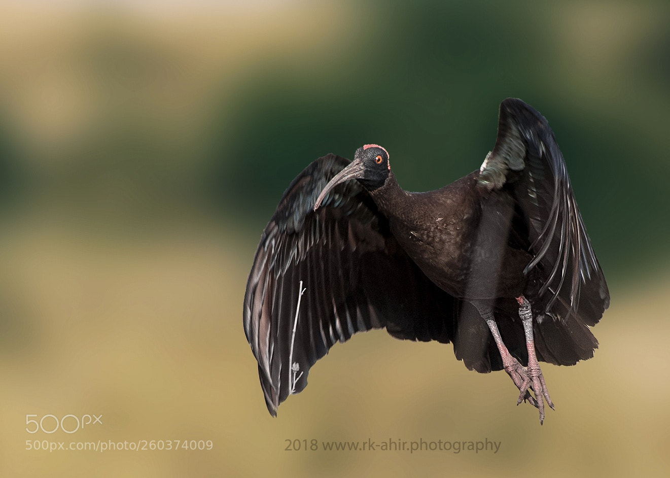 Nikon D500 sample photo. Red naped ibis photography