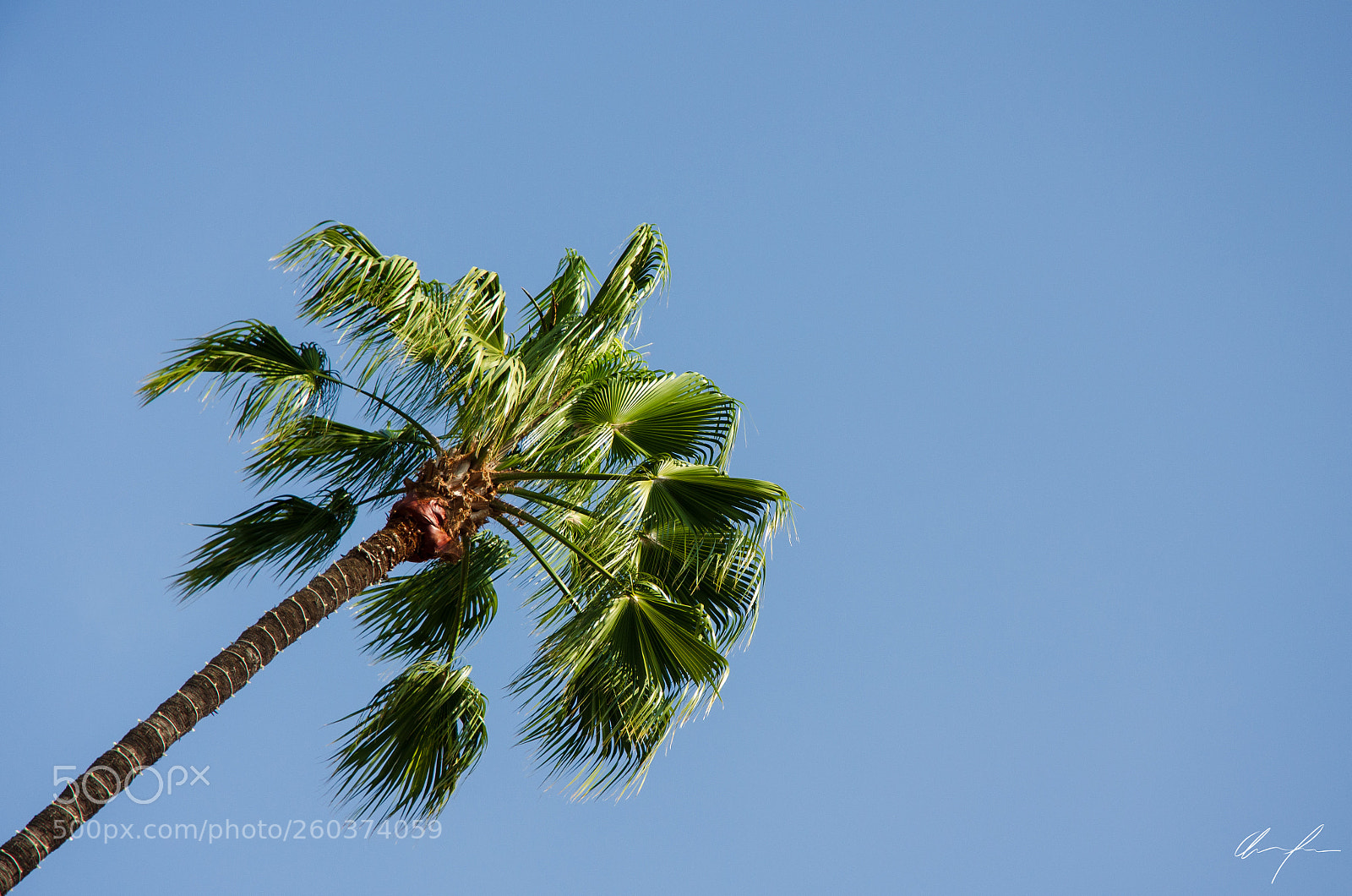 Nikon D5100 sample photo. Palm tree photography