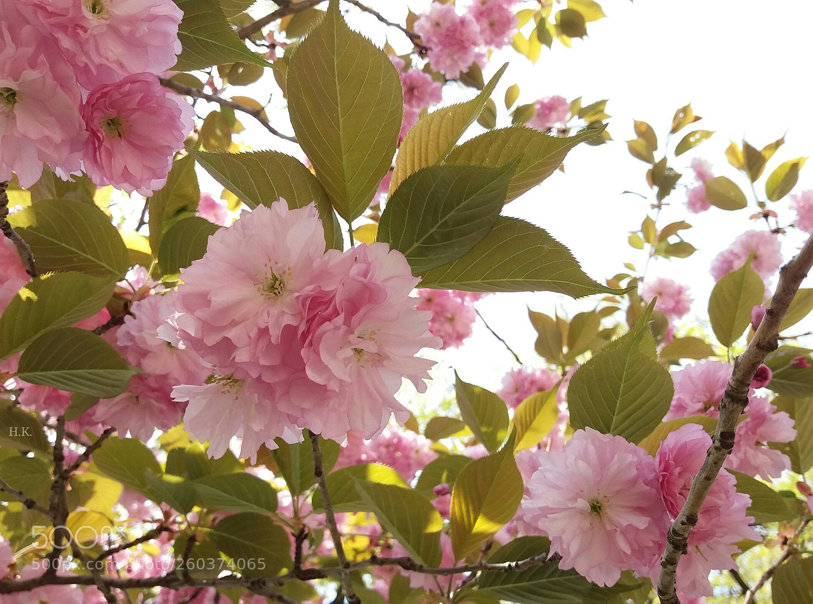 Samsung Galaxy J5 sample photo. Spring photography