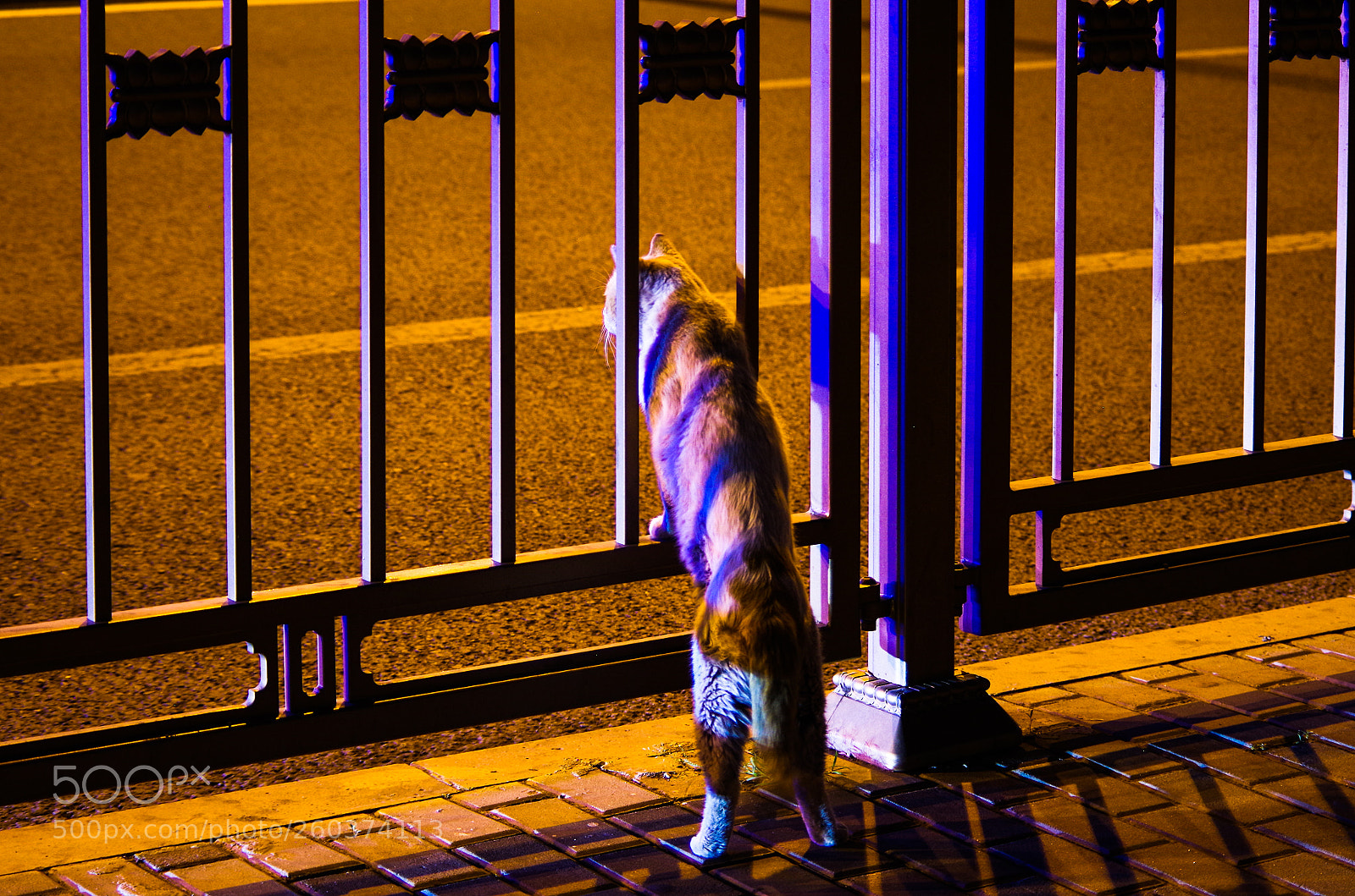 Pentax K-50 sample photo. 建国门真正的主子 photography