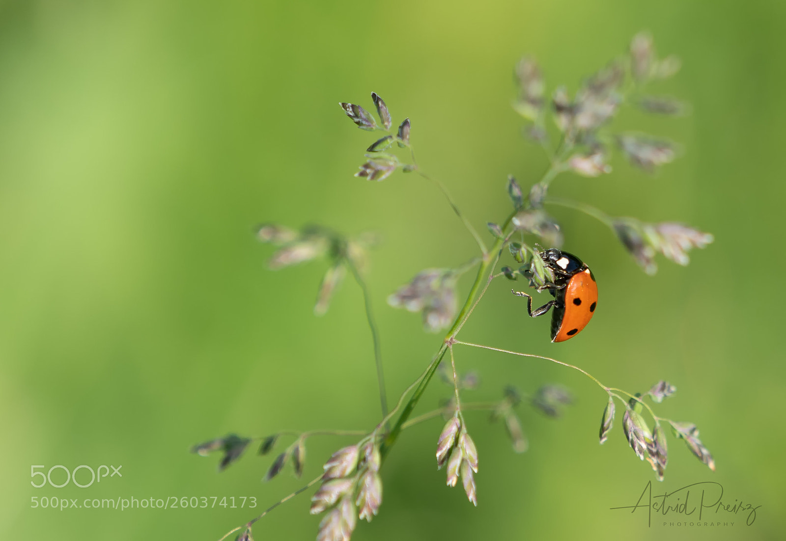 Sony a7 III sample photo. Ladybug antics photography
