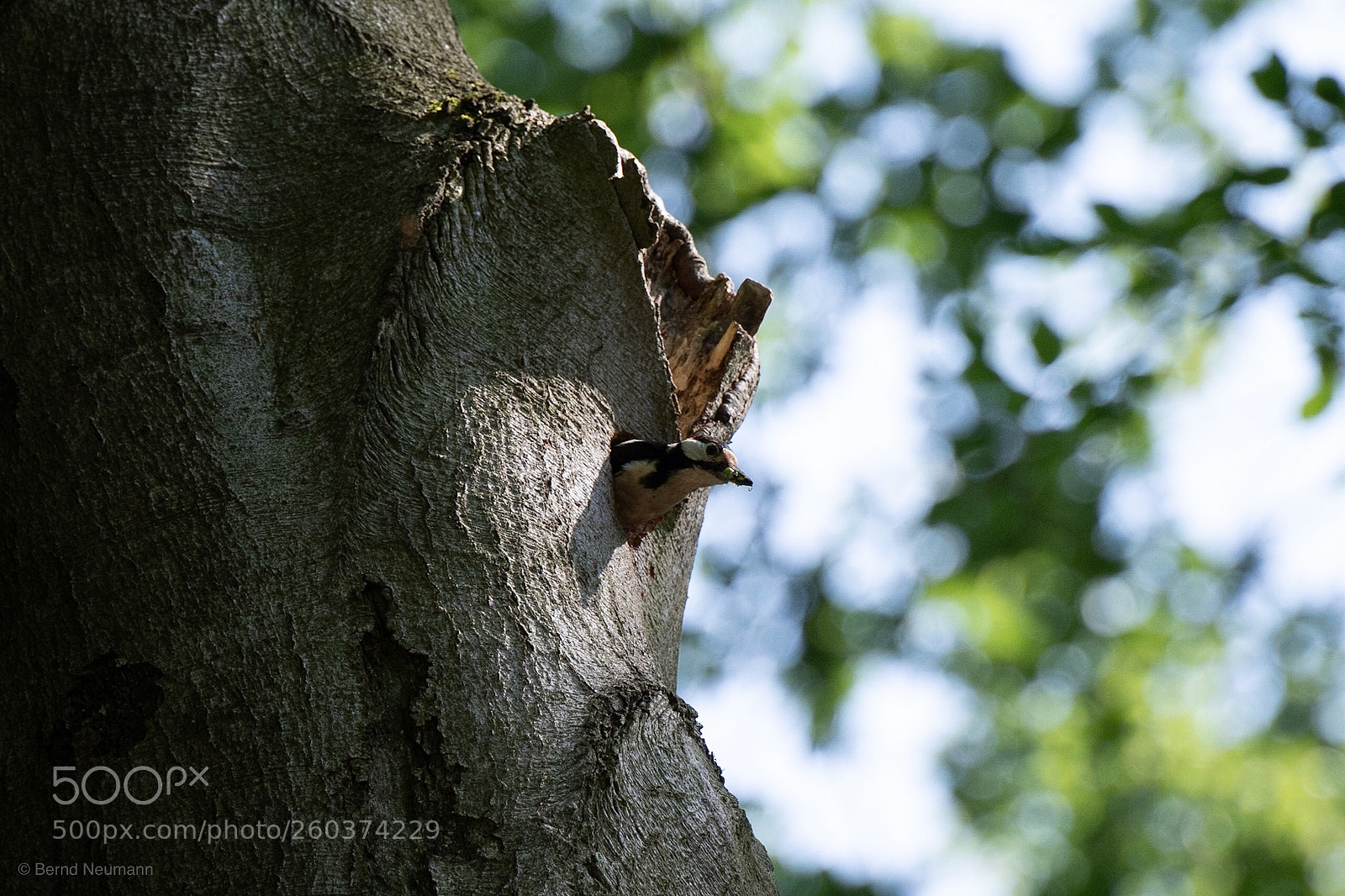 Nikon D7500 sample photo. Woodpecker ... photography
