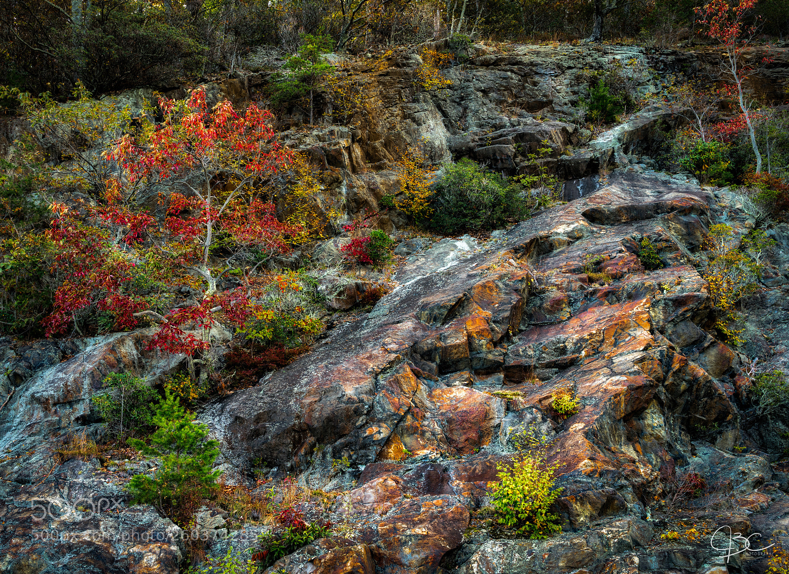 Sony a7R II sample photo. Fall color photography