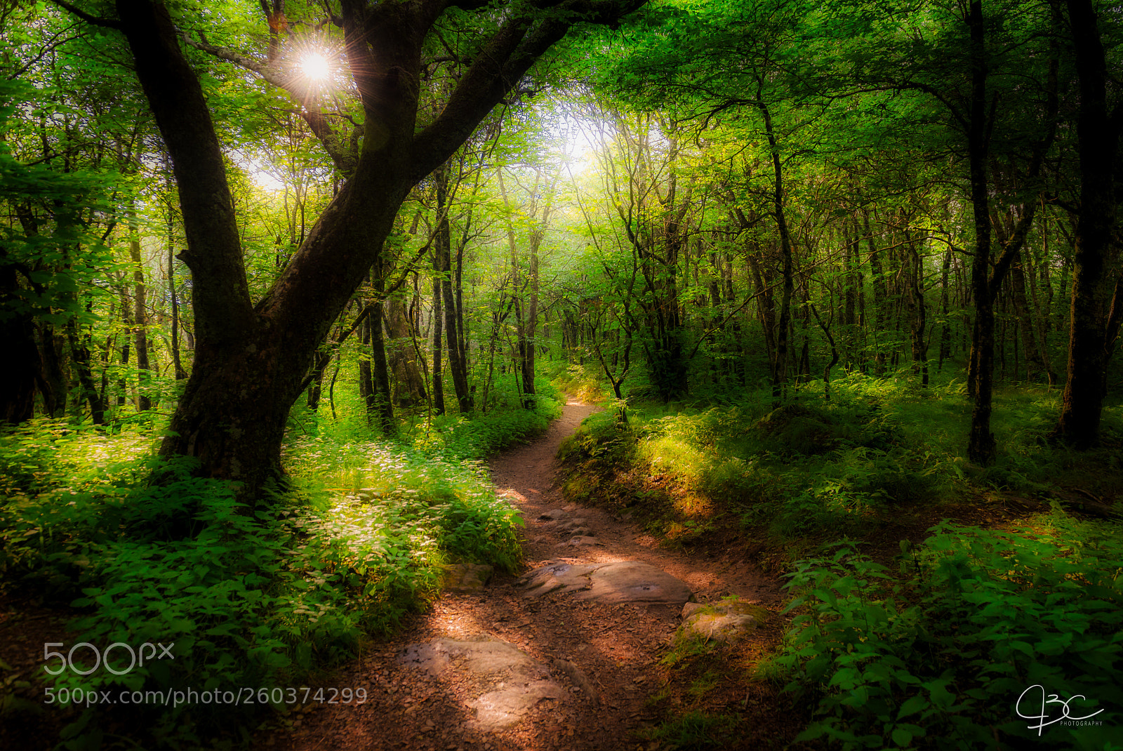 Nikon D800 sample photo. Sleepy forest photography