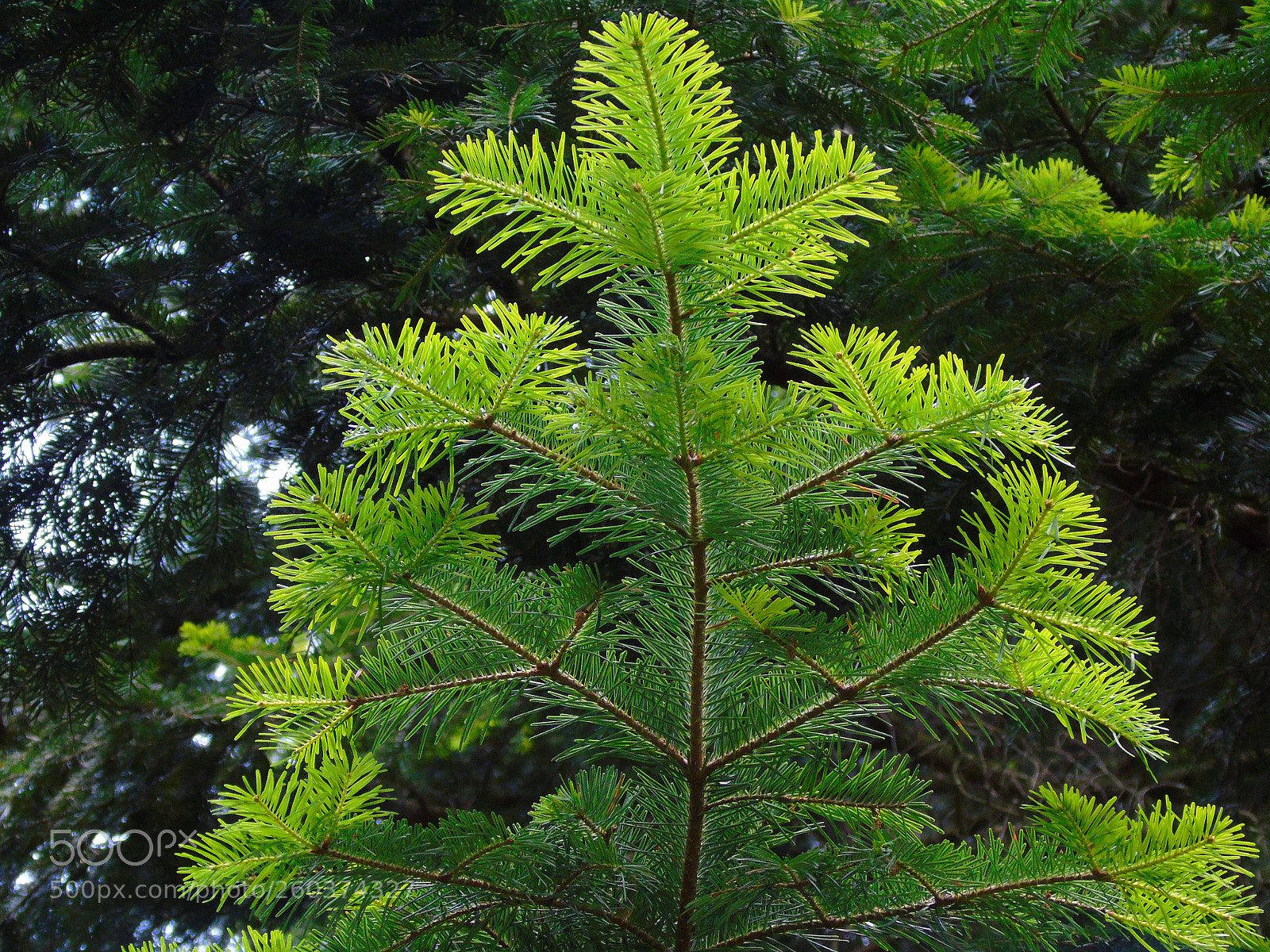 Sony Cyber-shot DSC-H400 sample photo. Colorful pine tree photography