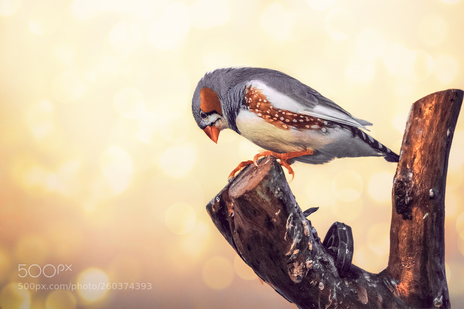 Canon EOS 550D (EOS Rebel T2i / EOS Kiss X4) sample photo. Zebra finch photography