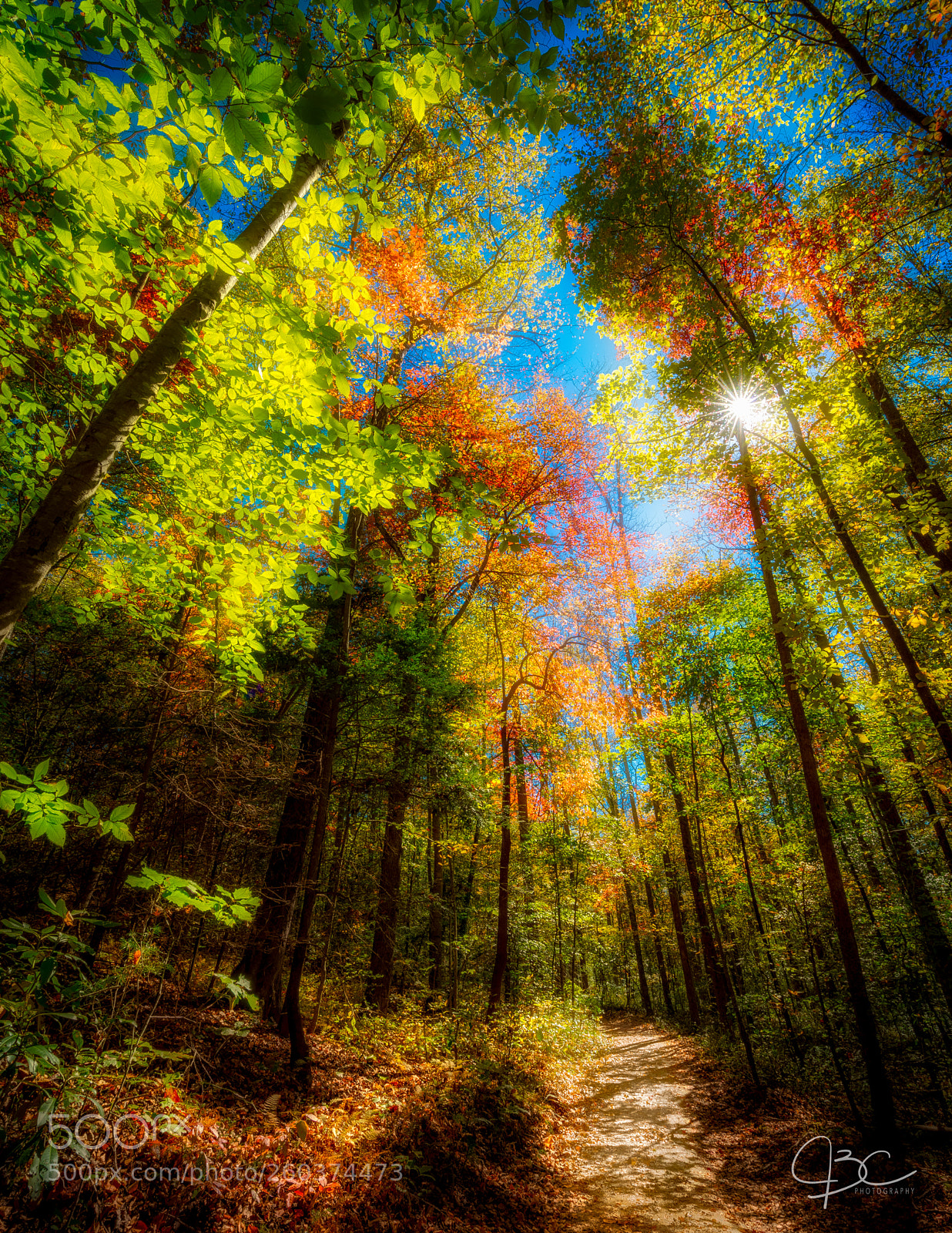 Nikon D800 sample photo. Tree tops photography