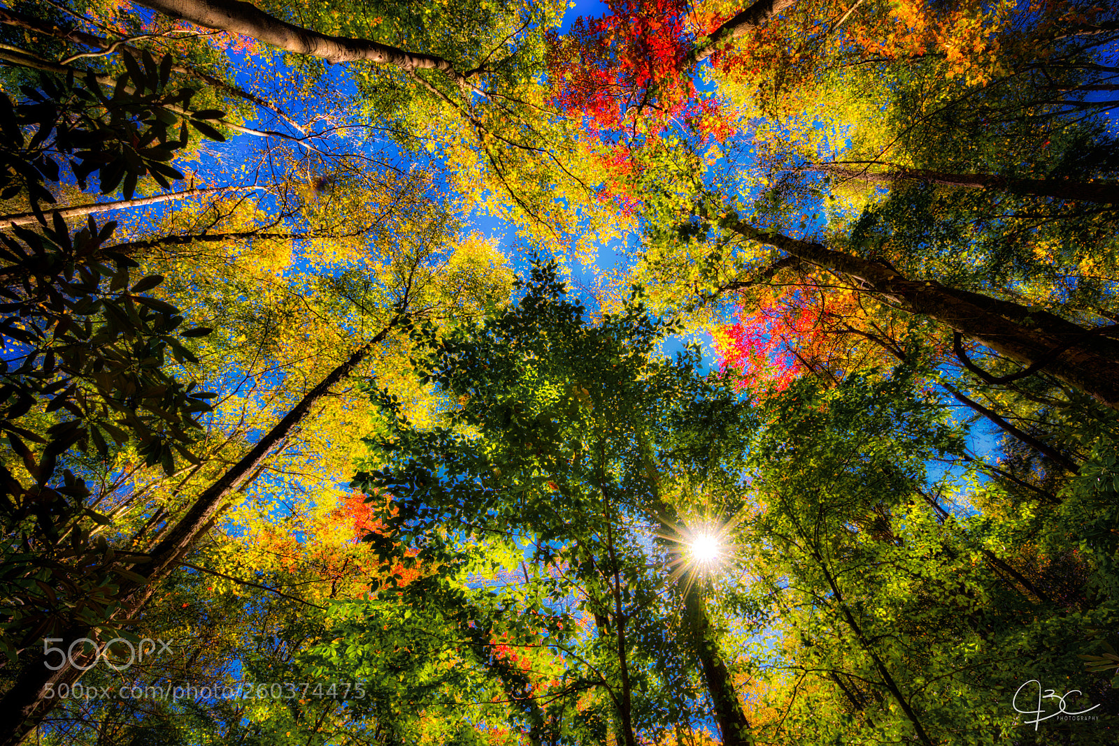 Nikon D800 sample photo. Tree tops photography