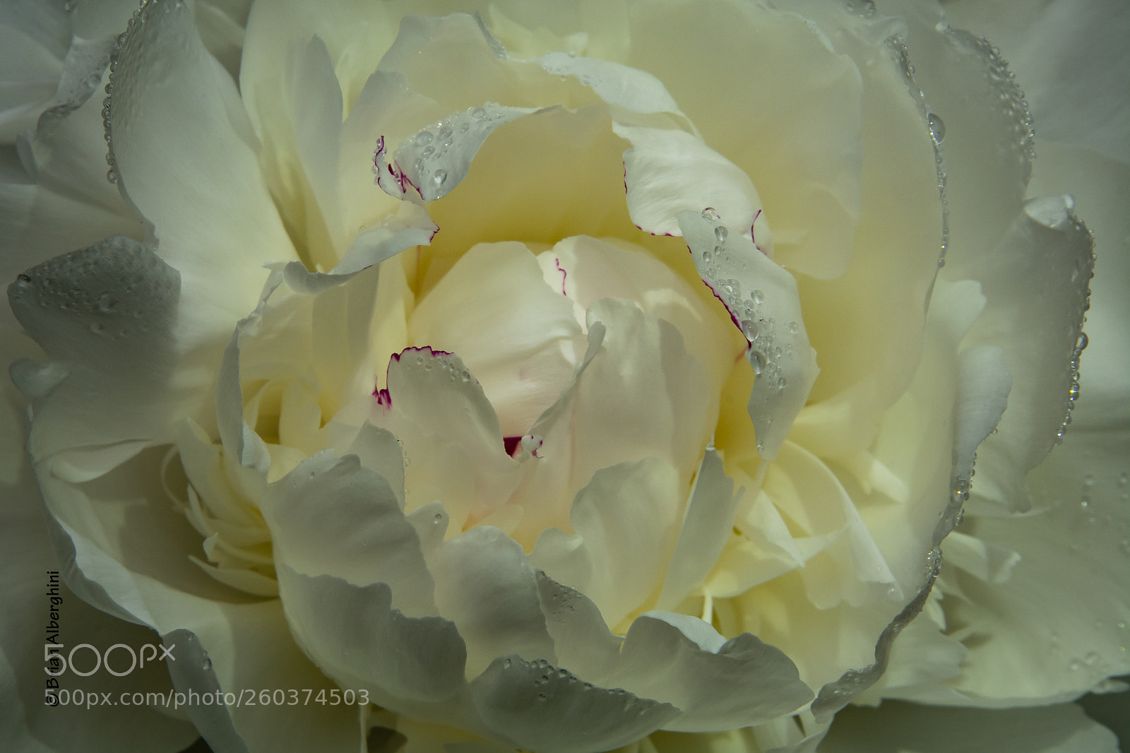Nikon D7100 sample photo. Peony #2 2018 photography