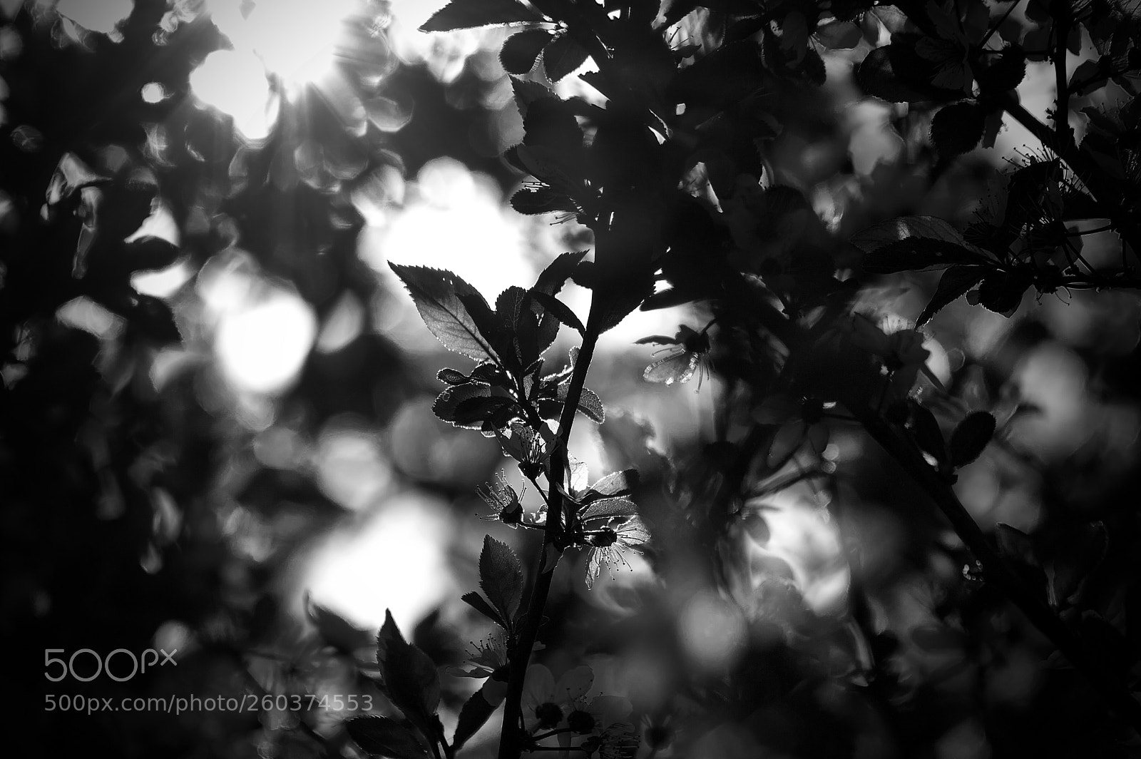 Nikon D3200 sample photo. Sunshine photography