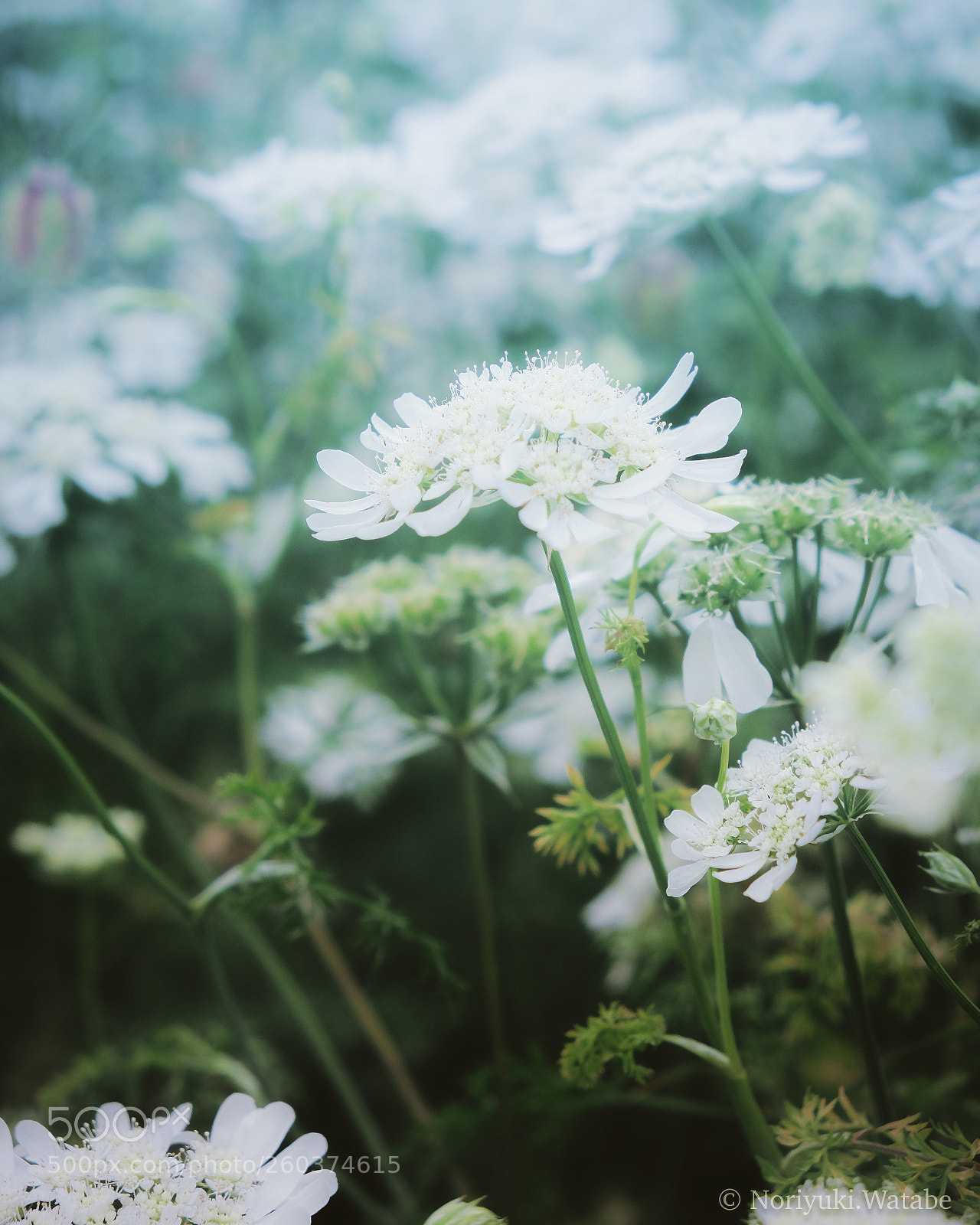 Fujifilm X-T2 sample photo. Flower photography