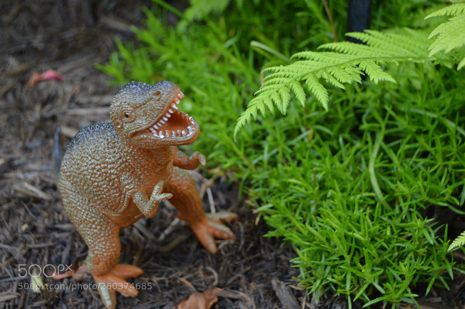 Nikon D3200 sample photo. Mr rex @the arboretum photography