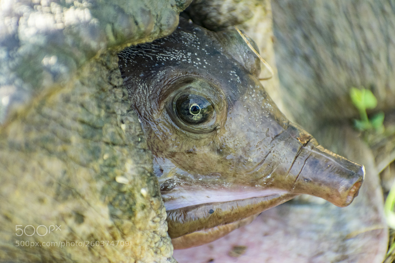 Nikon D3400 sample photo. Pig nosed turtle photography