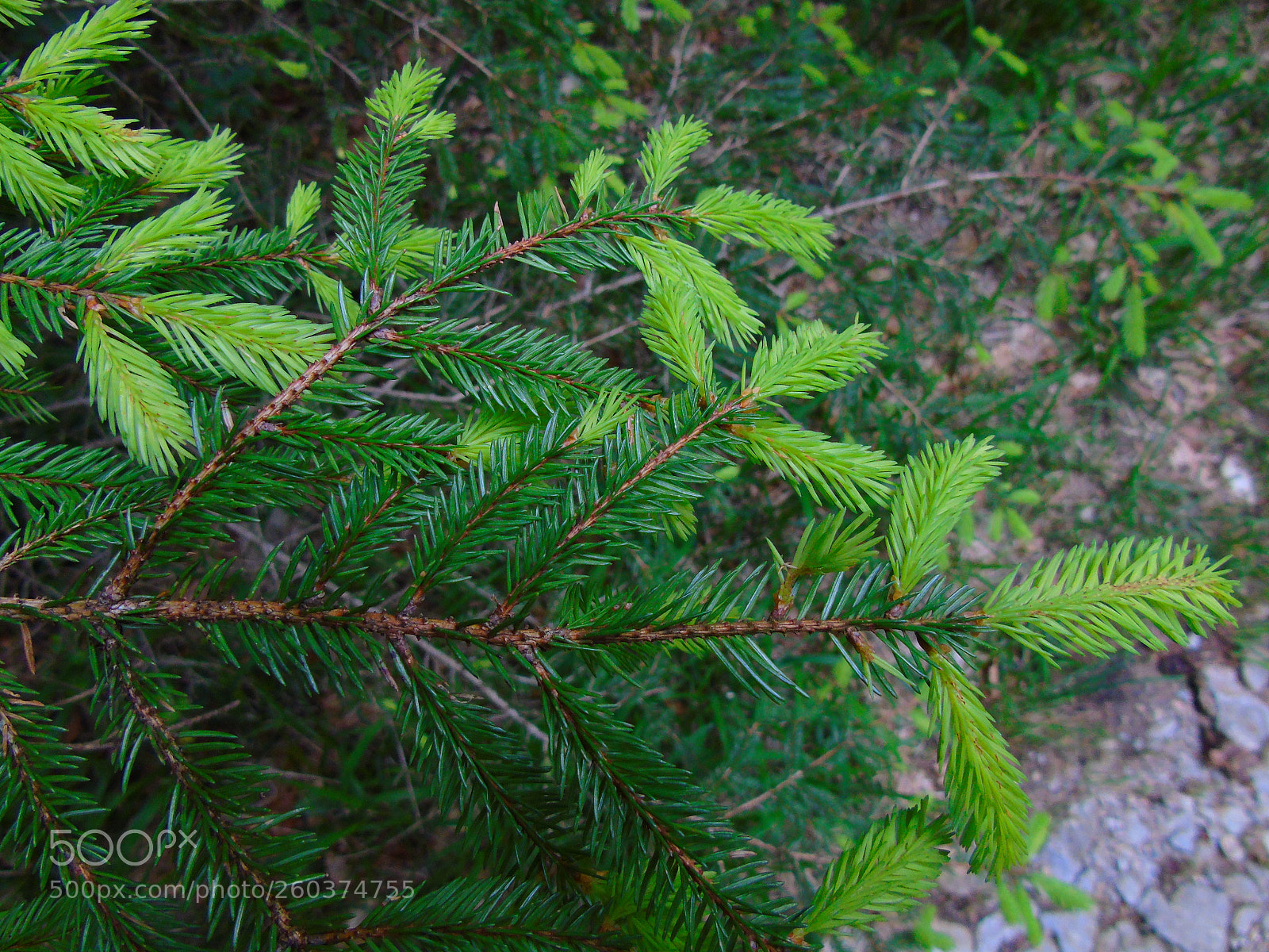 Sony Cyber-shot DSC-H400 sample photo. Untitled photography