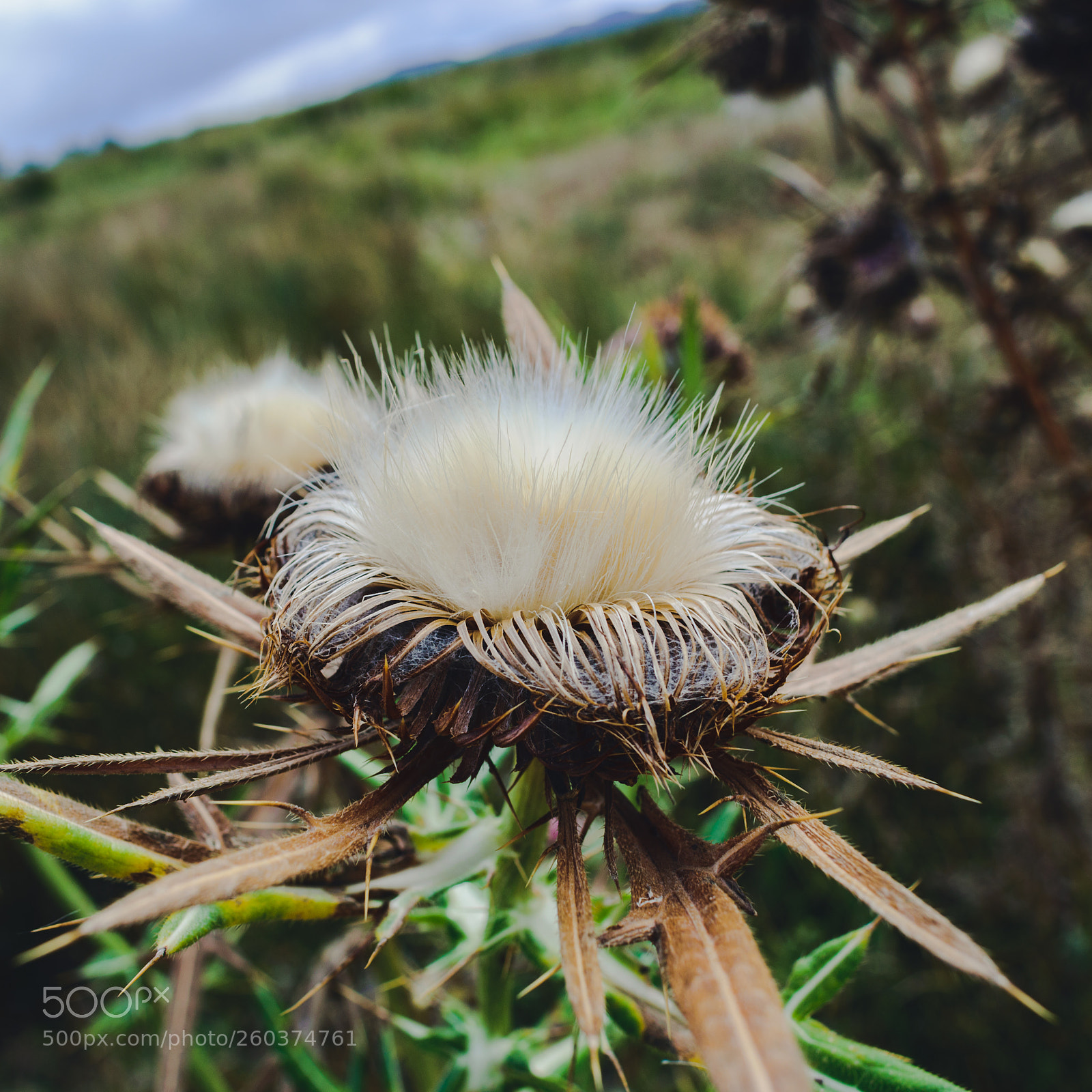 Nikon D3300 sample photo. Thorns photography