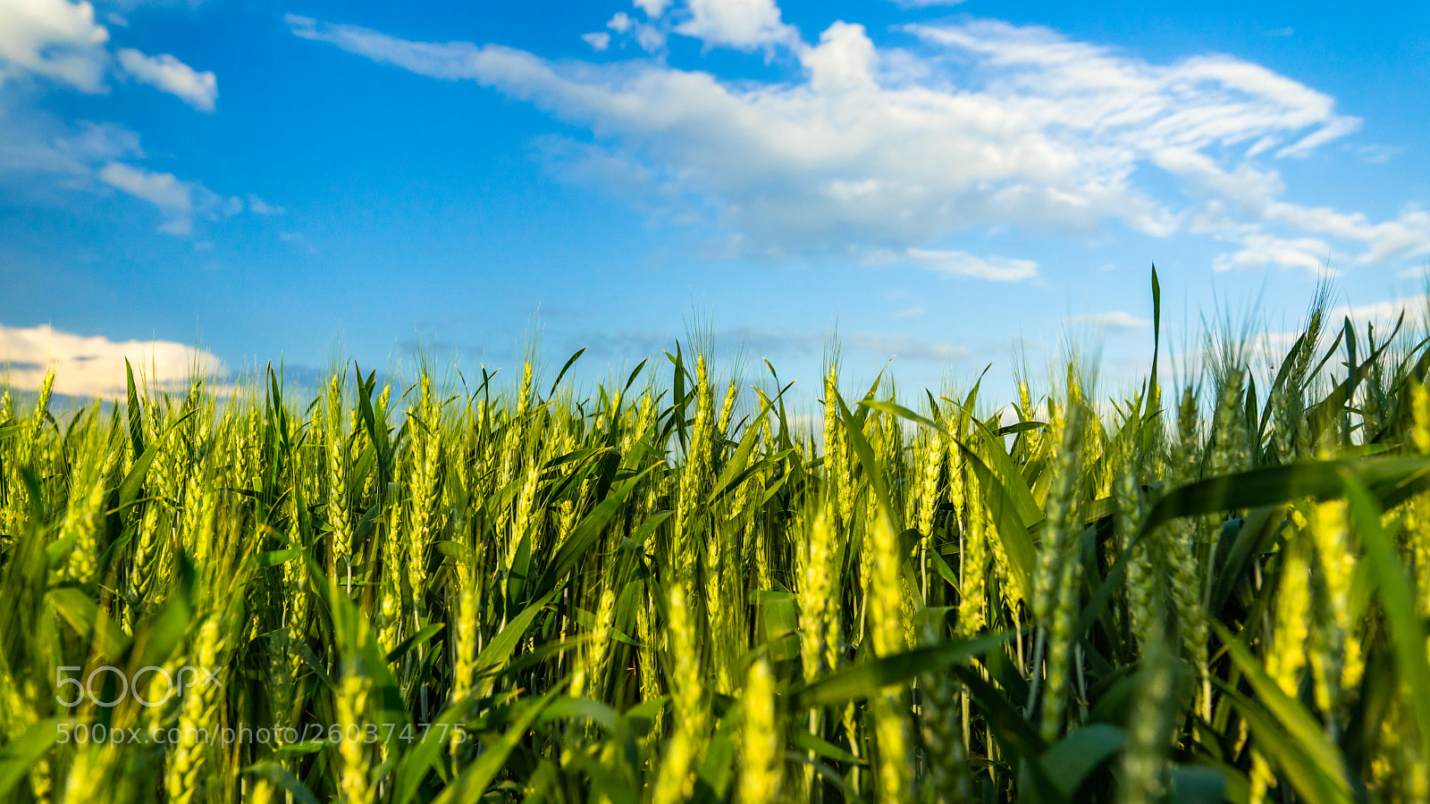 Sony a7 II sample photo. Wheat field photography