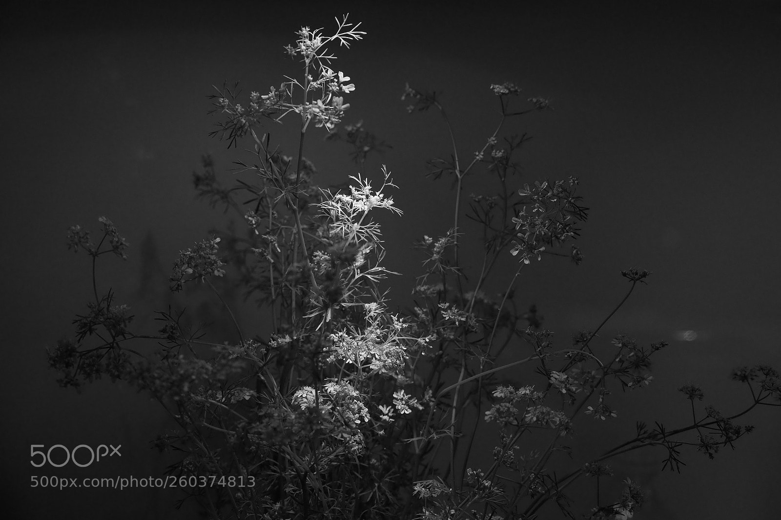 Sony a7 sample photo. Into the light photography