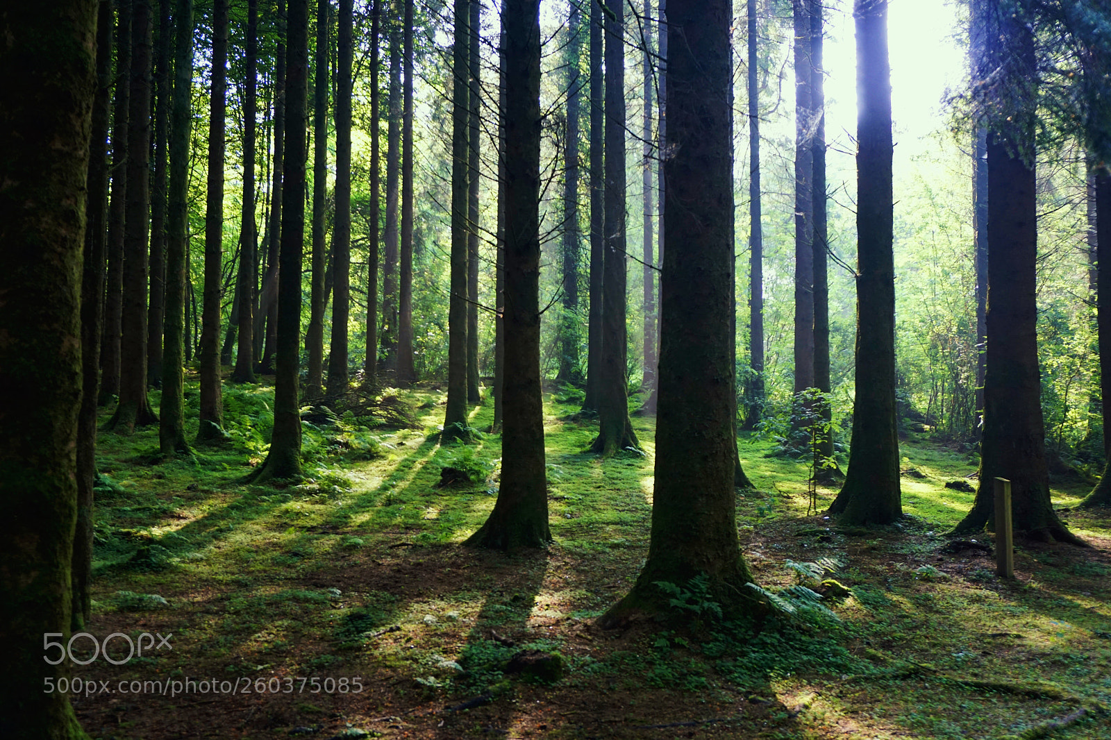 Sony a6000 sample photo. Sunlit forest photography