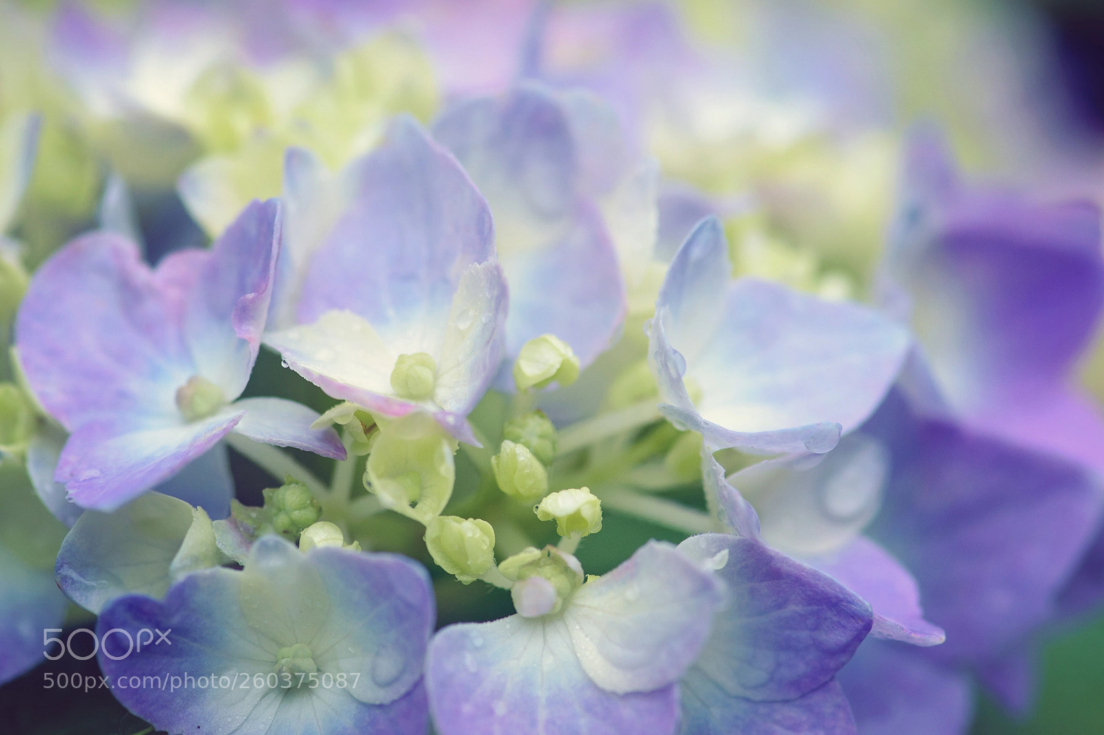 Nikon D5500 sample photo. Hydrangea blooms photography