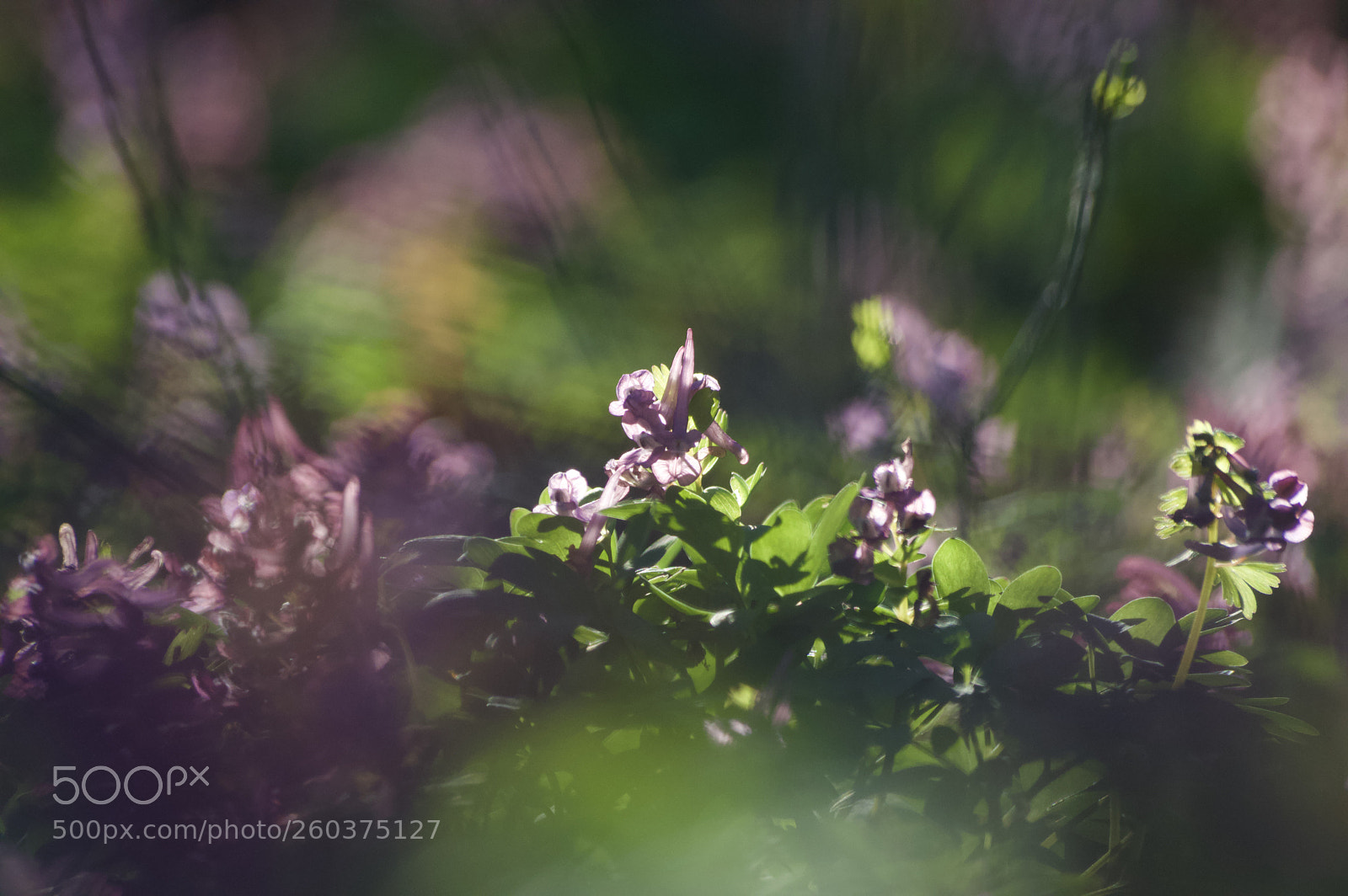 Nikon D3200 sample photo. Spring photography