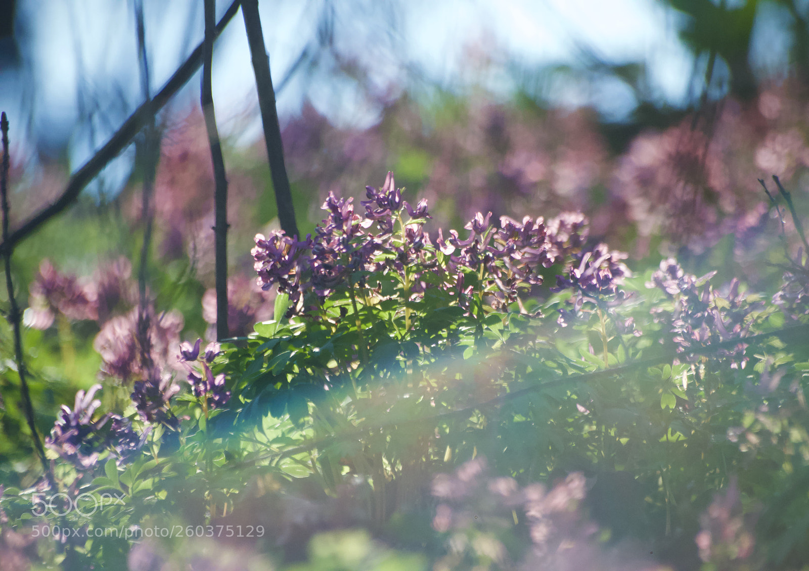 Nikon D3200 sample photo. Spring photography
