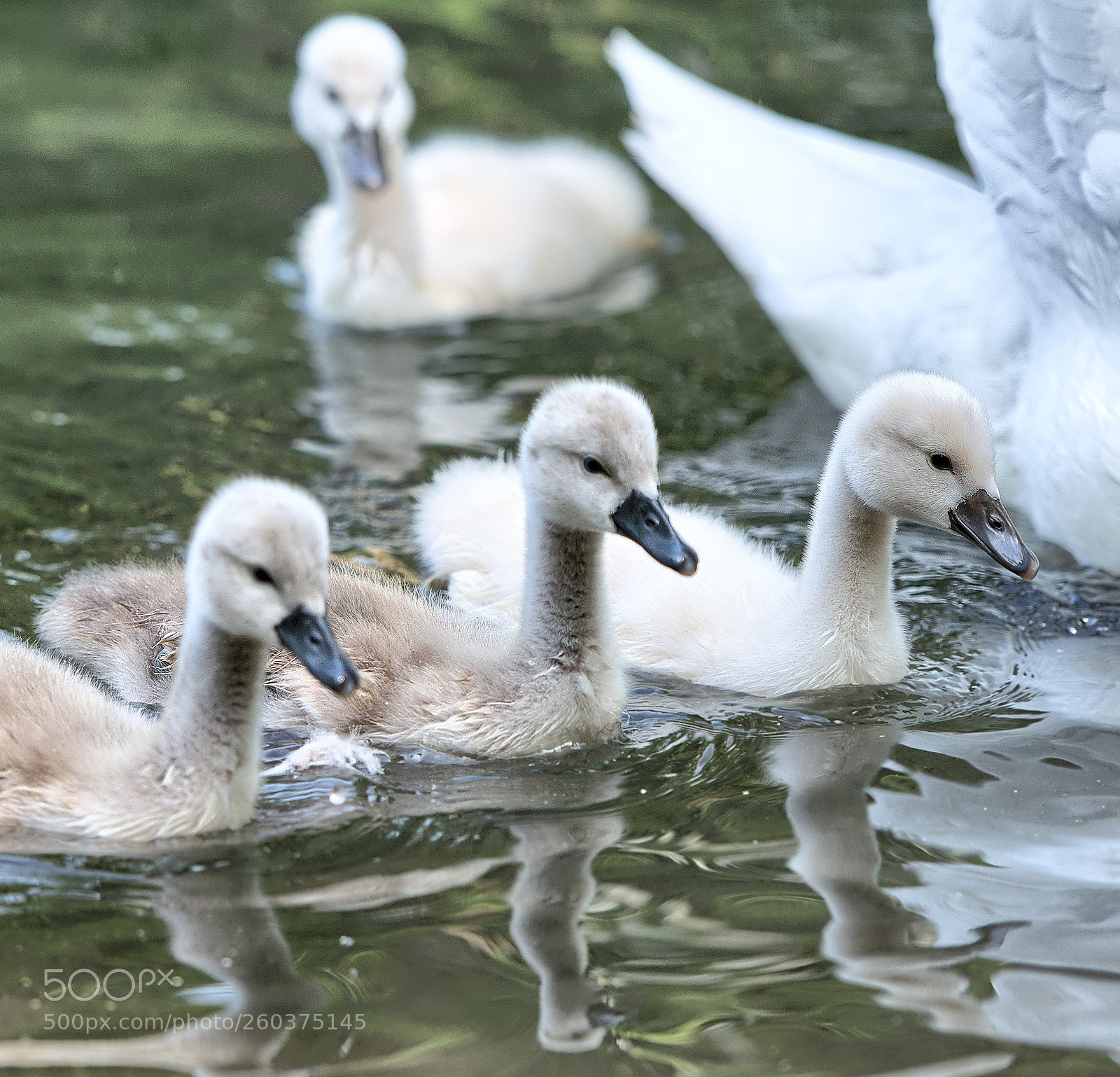 Nikon D800 sample photo. Three in a row photography